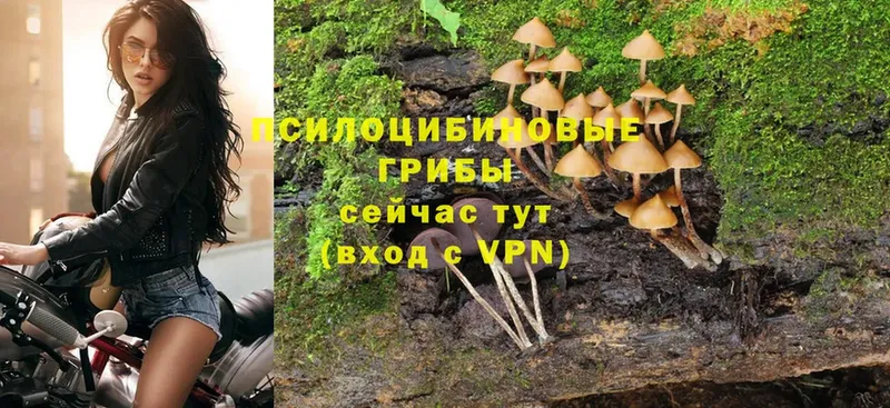 Псилоцибиновые грибы Psilocybe  нарко площадка телеграм  Нерчинск 